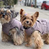 Hypothermia Alert Issued For People, Pets In Montgomery County