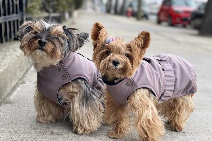 Hypothermia Alert Issued For People, Pets In Montgomery County