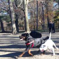 <p>New friends are made and tongues are out at the Saddle River County Park dog run.</p>