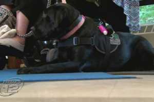 Service Dogs Graduate From Westchester School