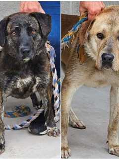 Officers Bravely Rescue 2 Dogs Trapped In Culvert In Region