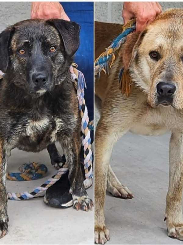 Officers Bravely Rescue 2 Dogs Trapped In Culvert In Village Of Liberty