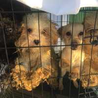Oakland Shelter Takes In 12 Severely Neglected Dogs Abandoned In Paterson