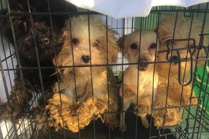 Oakland Shelter Takes In 12 Severely Neglected Dogs Abandoned In Paterson