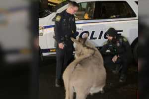 'Dominick The Donkey' Rescued On Christmas Eve In Chester County