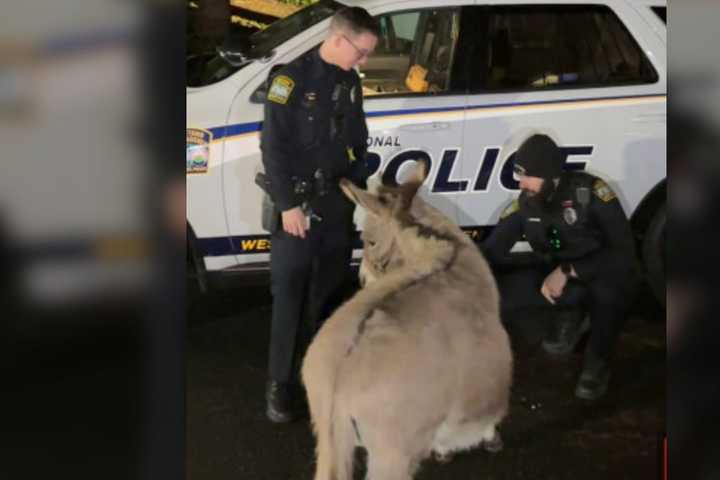 'Dominick The Donkey' Rescued On Christmas Eve In Philly Suburbs