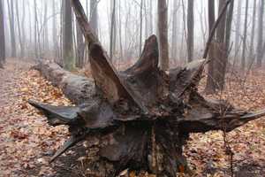 Take A Nature Photography Class At Demarest Nature Center