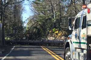 Downed Trees Deleted By Ramsey Rescue