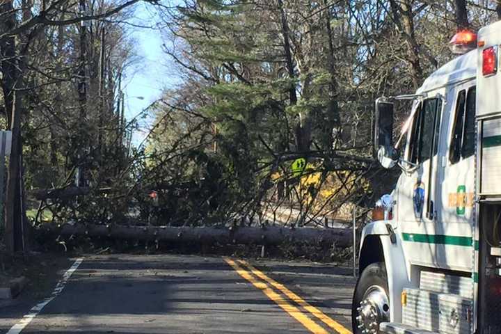Downed Trees Deleted By Ramsey Rescue