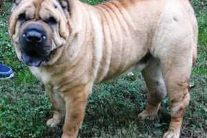 Super Chill Teterboro Shar-Pei Needs Laid Back Family