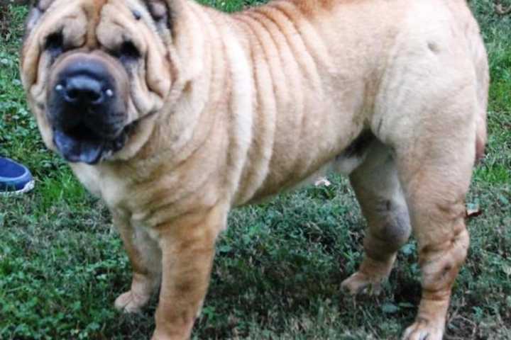 Super Chill Teterboro Shar-Pei Needs Laid Back Family