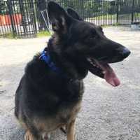 <p>This 8 year old guy is a typical German Shepherd, he is smart and always aware of things happening around him. This makes him an anxious dog and he will need a quiet and calm home to make him feel more relaxed.</p>