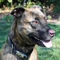 <p>Male, Big Mac, German Shepherd mix, 5. Currently in Teterboro. Bergen County Animal Shelter. shelter@co.bergen.nj.us</p>