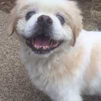 Low-Maintenance Closter Dog Was Surrendered By Longtime Family