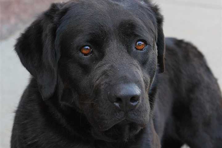 Sweet Bergen County Lab Who Survived Alone In The Woods Needs A Home