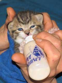 Little Ferry Fleamarket Brings Vet Care To Shelter Animals