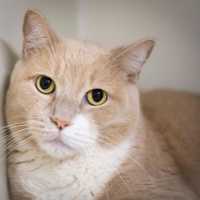 <p>Sandy, adult, short-haired, male. &quot;A big teddy bear.&quot; clawsadopt@yahoo.com</p>