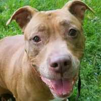 <p>Laya is an awesome easy-going older gal with a lot of love to give! Don&#x27;t let her age fool you, at 10 years old she is still very playful and always excited to meet new people.</p>