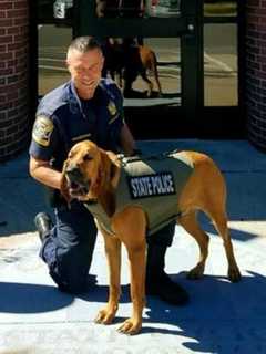 State Police Bloodhound Lost During Search For Missing Man In Danbury Woods