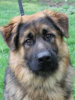 Surrendered German Shepherd Puppy Needs Home: Bergen County Shelter
