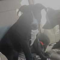 Pit Bull Puppy Taken During New Year's Eve Home Invasion In DC: Police