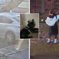 French Bulldog 'Queen' Stolen From Kingdom In Fairfax County, Police Say