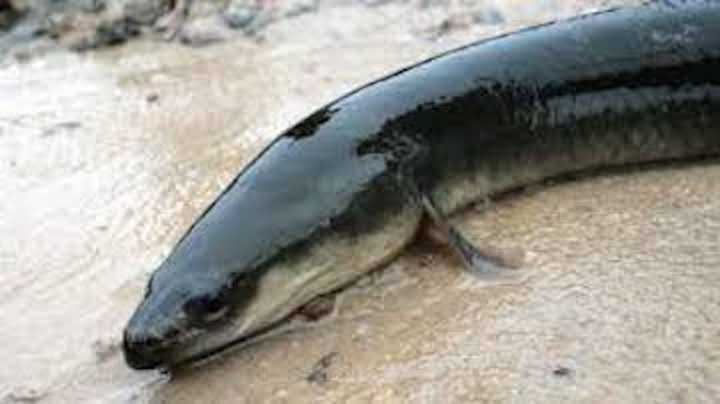 An American eel