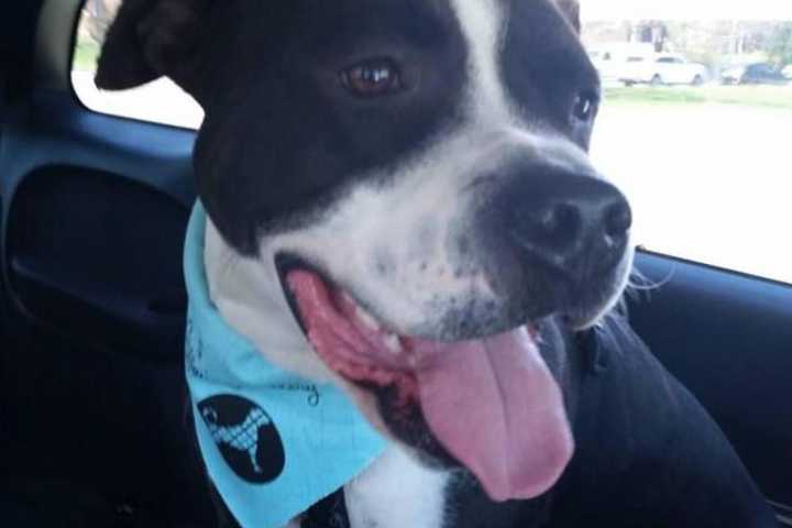 Saddle River Day School Read-A-Thon Aids Wayne Pet Rescue