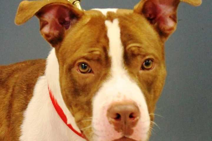 Peanut Butter: The Scary Story Of How This Bergen County Dog Got His Name