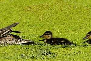 Dangerous Bird Flu Detected In New Haven County