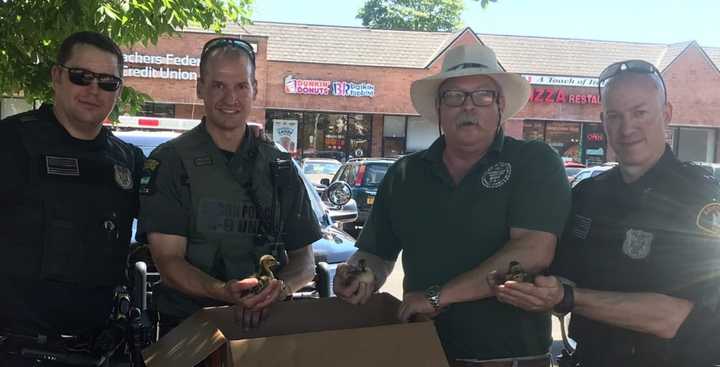 Four baby ducks that got stuck in a storm drain on display with officers in Amityville.