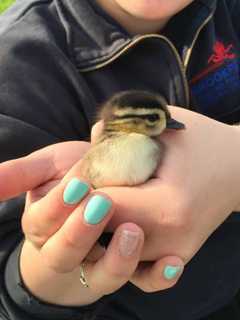Brookfield Officials Rescue Baby Ducks From Storm Drain