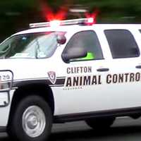 Child Bitten On Cheek, Adult On Arm By Dog In Clifton