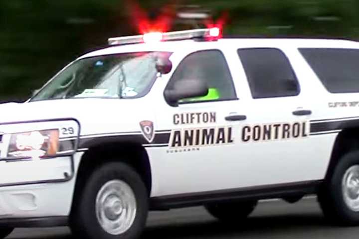 Child Bitten On Cheek, Adult On Arm By Dog In Clifton