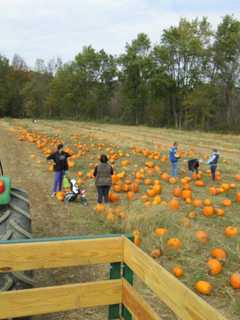 It's Pumpkin-Picking Time, Dutchess County: Where Do You Like To Go?