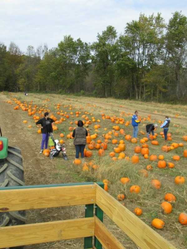 It's Pumpkin-Picking Time, Dutchess County: Where Do You Like To Go?