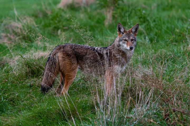 Police Warn Residents Two Coyotes Have Been Seen In Fairfield County