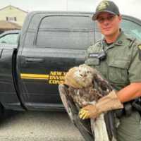 Bald Eagle Euthanized After Being Struck By Car On Long Island