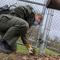 Muskrat Stuck In Fence Rescued By Wildlife Officer In Area