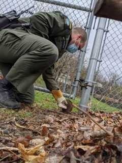 Muskrat Stuck In Fence Rescued By Wildlife Officer In Beacon