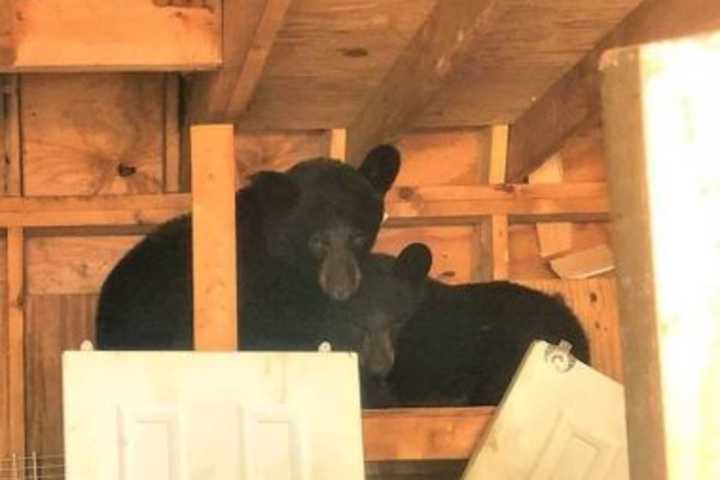 Black Bears Stuck In Shed Rescued By Troopers, Environmental Officers