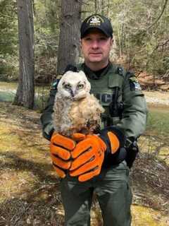 Injured Owl Fledgling Saved By Wildlife Officers In Sullivan County