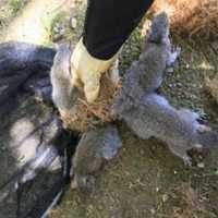 Four Baby Squirrels Rescued After Tails Found Stuck Together In Hudson Valley