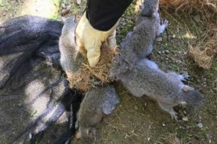 Four Baby Squirrels Rescued After Tails Found Stuck Together In Hudson Valley