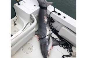 NY Shark Incident Being Investigated For Possible Federal Violations