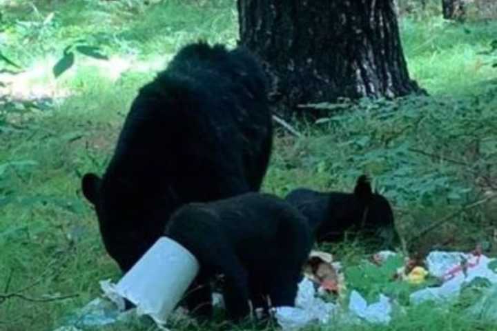 Bear Cub Rescued After Food Bucket Gets Trapped On Its Head, NY State DEC Says