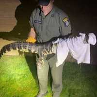 Video Shows Alligator Being Captured Near School In Hudson Valley