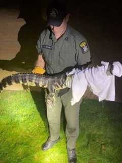 Video Shows Alligator Being Captured Near School In Hudson Valley