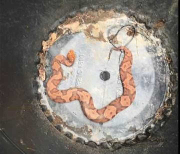 A northern copperhead snake found in the yard of a Hudson Valley residence.