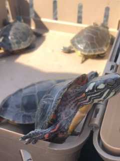 DEC Seizes Illegal Turtles In Hempstead